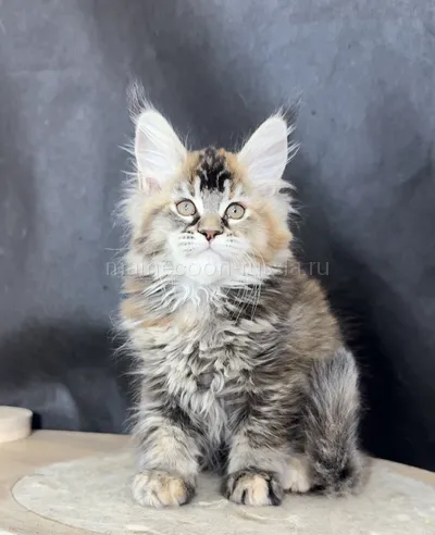 Bloom — Maine Coon kitten, Tortie Silver marble, rossetes blotched MCO fs 25