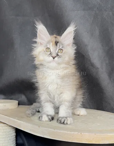 Barbi — Maine Coon kitten, Tortie Silver marble, rossetes blotched MCO fs 25