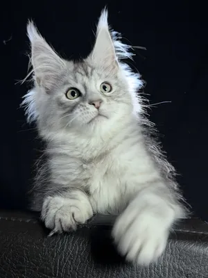 Maine Coon kitten