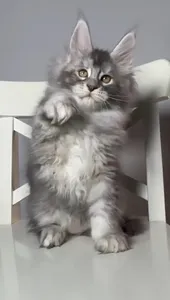 Maine Coon kitten