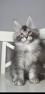 Maine Coon kitten