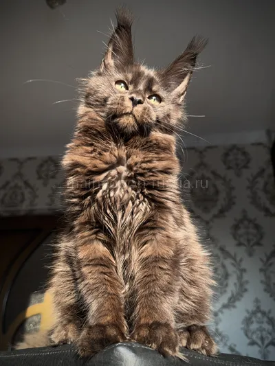 Котенок мейн-кун
