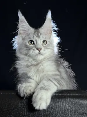 Maine Coon kitten