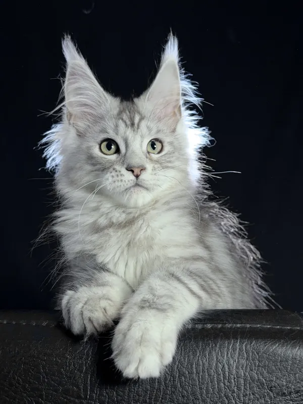 Maine Coon kitten Black Silver Classic Tabby MCO ns 22 Boy