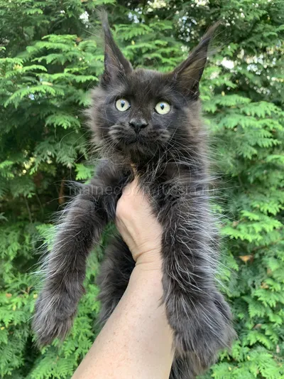 Луиза — Maine Coon kitten, Black MCO n