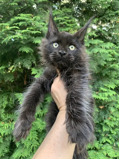 Луиза — Maine Coon kitten, Black MCO n