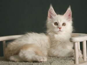 NIMBUS