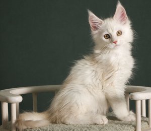 NIMBUS