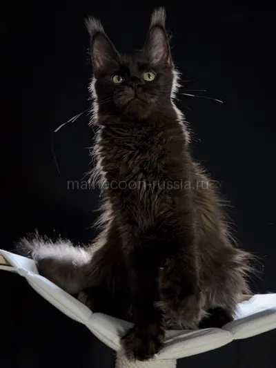 Berry — Maine Coon kitten, Black MCO n
