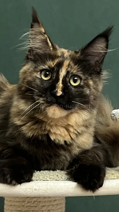 FIRST QUEEN — Maine Coon kitten, Tortie MCO f
