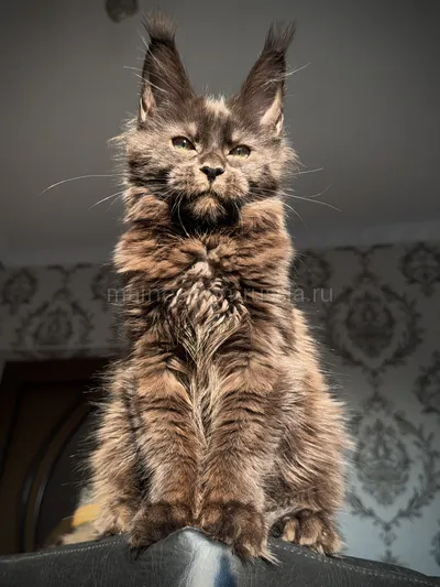 Котенок мейн-кун