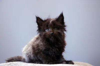 Maine Coon kitten