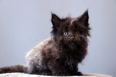 Maine Coon kitten