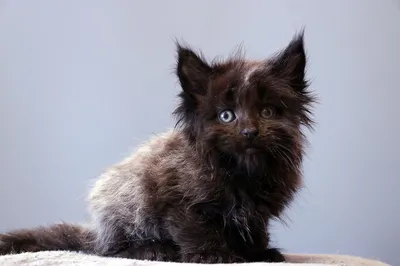 Maine Coon kitten