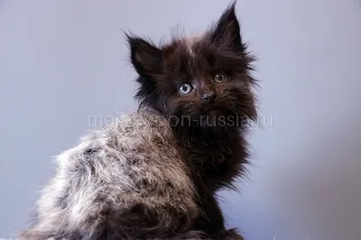 Maine Coon kitten