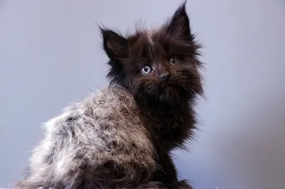 Maine Coon kitten