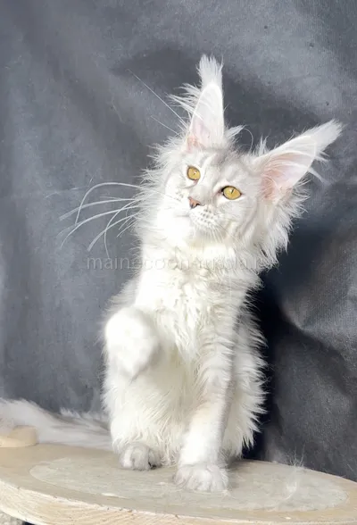 Adele — Maine Coon kitten, Black Silver marble, rossetes blotched MCO ns 25