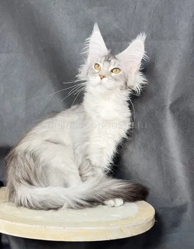 Amely — Maine Coon kitten, Black Silver marble, rossetes blotched MCO ns 25