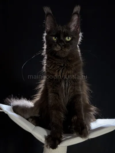 Berry — Maine Coon kitten, Black MCO n