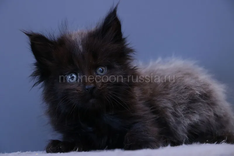 Котенок мейн-кун Черный MCO n  Мальчик
