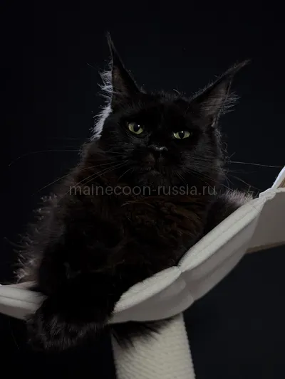 Beverly — Котенок мейн-кун, Черный MCO n