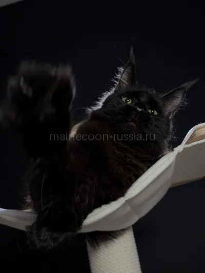 Beverly — Котенок мейн-кун, Черный MCO n