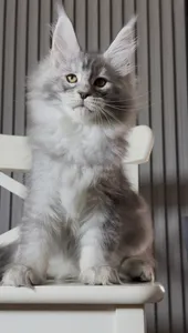 Котенок мейн-кун