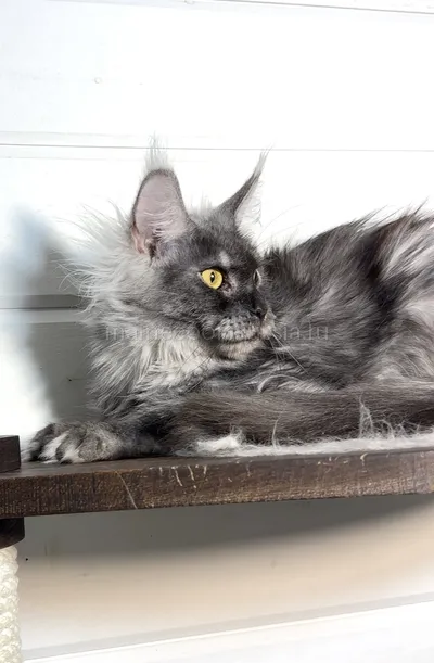 Jasmine — Maine Coon kitten, Black smoke MCO ns