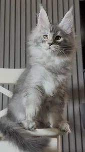 Котенок мейн-кун