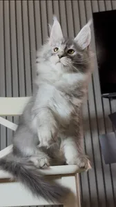 Котенок мейн-кун