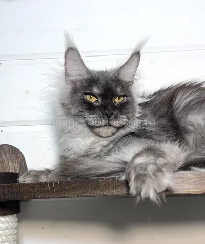 Jasmine — Maine Coon kitten, Black smoke MCO ns
