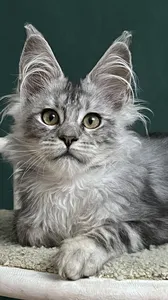 Marshal