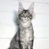 Alexa - фото 1