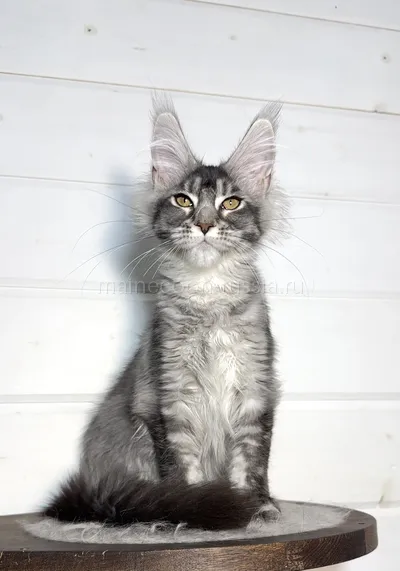 Alexa — Maine Coon kitten, Black Silver marble, rossetes blotched MCO ns 25