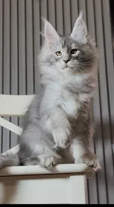 Котенок мейн-кун