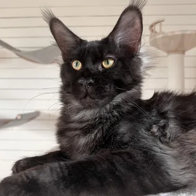 Котенок мейн-кун