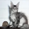Bella - photo 2