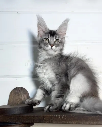Bella — Maine Coon kitten, Black Silver marble, rossetes blotched MCO ns 25