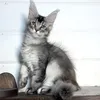 Bella - photo 3