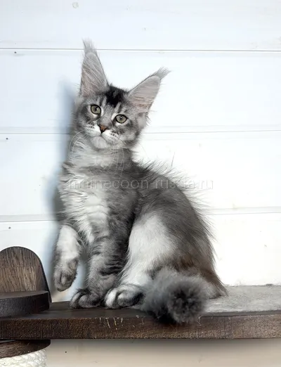 Bella — Maine Coon kitten, Black Silver marble, rossetes blotched MCO ns 25