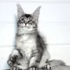 Bella - photo 1