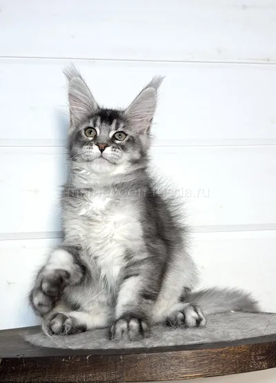 Bella — Maine Coon kitten, Black Silver marble, rossetes blotched MCO ns 25
