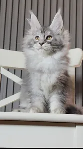 Котенок мейн-кун