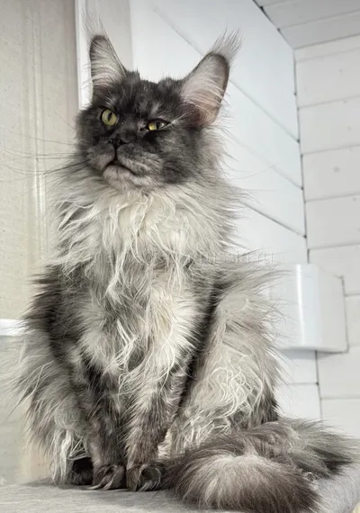 Jasmine — Maine Coon kitten, Black smoke MCO ns