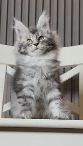 Котенок мейн-кун