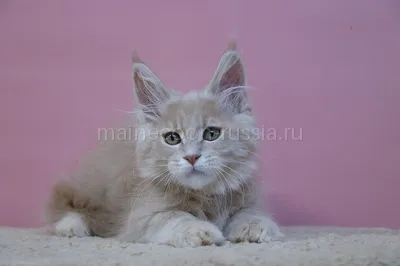 Maine Coon kitten