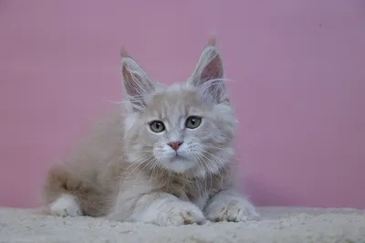 Maine Coon kitten