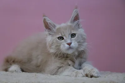 Maine Coon kitten