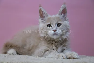Maine Coon kitten