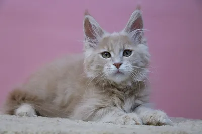 Maine Coon kitten
